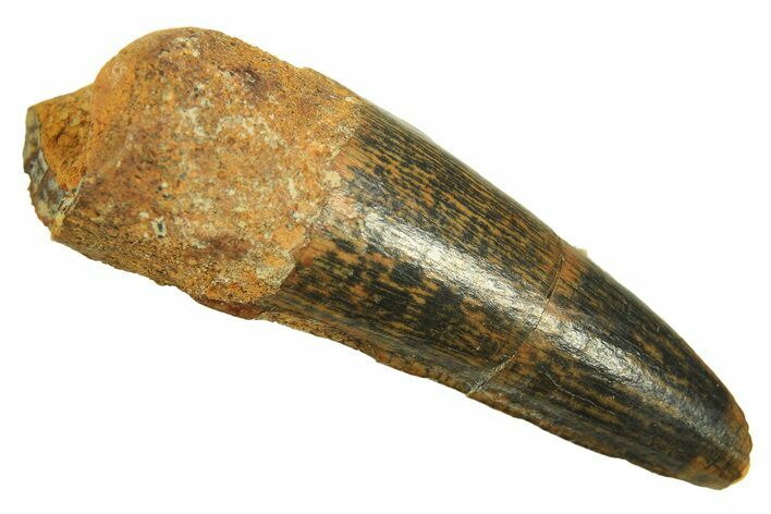 Juvenile Fossil Spinosaurus Tooth - Real Dinosaur Tooth #296854
